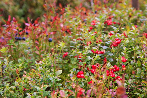 Wild berries on a green vegetative background in forest. Blueberries  lingonberries and heather in a pine forest. Landscape of late summer or early autumn.