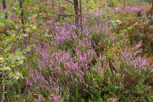 Wild berries on a green vegetative background in forest. Blueberries  lingonberries and heather in a pine forest. Landscape of late summer or early autumn.