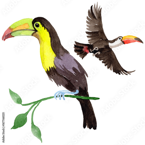 Sky bird toucan in a wildlife by watercolor style isolated. Wild freedom, bird with a flying wings. Aquarelle bird for background, texture, pattern, frame, border or tattoo.