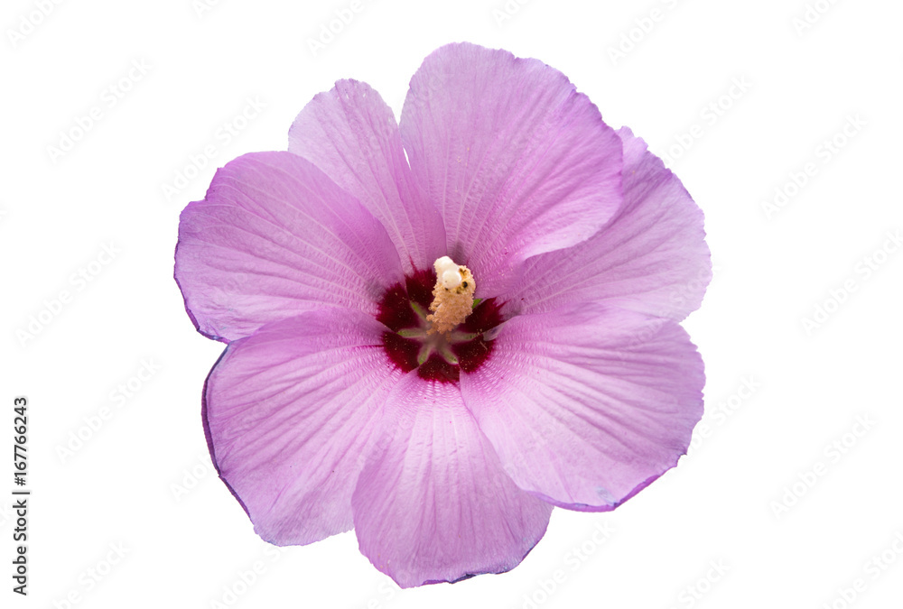 Naklejka premium Lilac hibiscus isolated