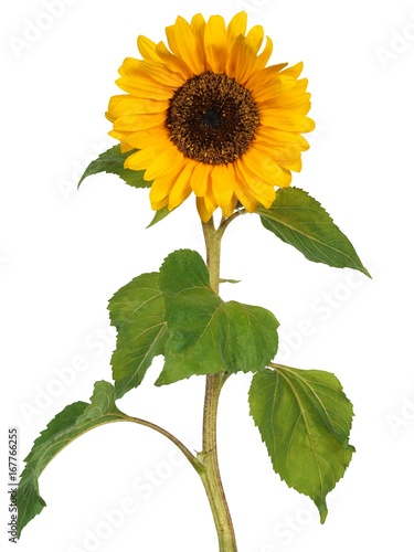 Fototapeta Naklejka Na Ścianę i Meble -  Sunflower on white