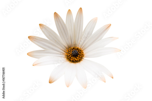Osteosperumum Flower Daisy Isolated on White Background.