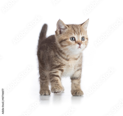 Young cat walking front view isolated