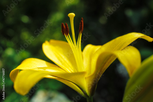 Pistil and stamen of yellow lily flower in the garden close up
