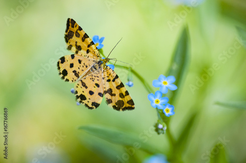 Photography Small speckled yellow european butterfly moth pseudopanthera macularia wild natu