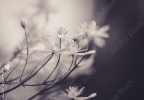 Black and white virginsbower (clematis) flowers soft focus close up