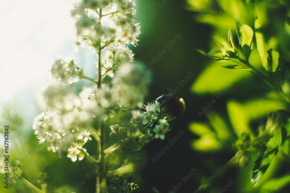 Meadowsweet (spirea) with bumblebee close up selective focus