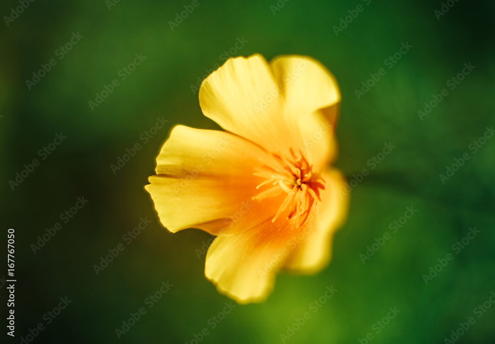 Yellow California poppy flower on the green background selective focus close up Yellow California poppy flower on the green background selective focus close up