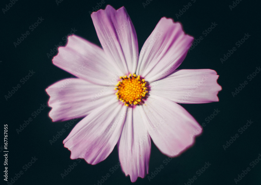 Purple cosmos flower from top close up on black background