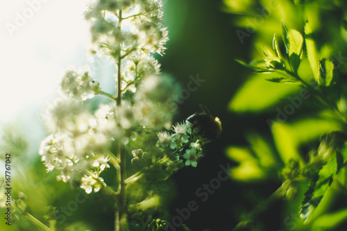 Meadowsweet (spirea) with bumblebee close up selective focus