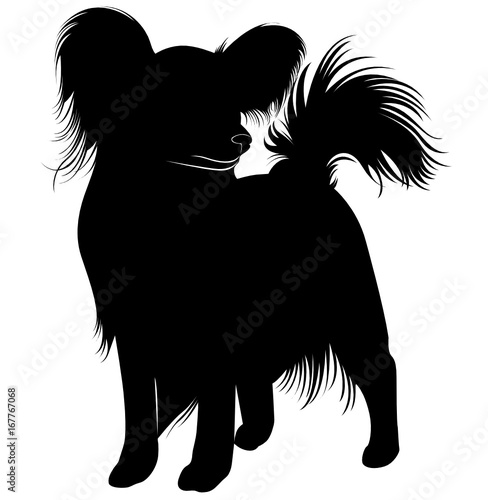 Close-up portrait of a papillon. papillon dog