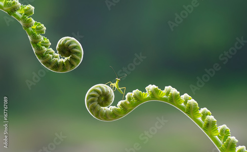Tinny lttle mantis ready to jump