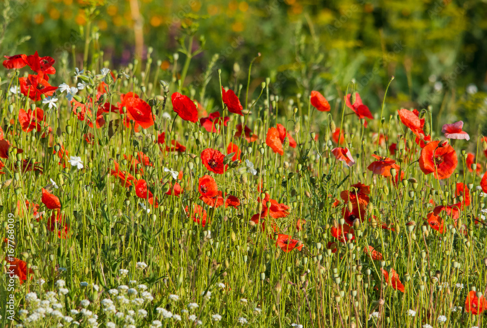 Poppies blossom on the field
