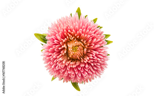 Pink aster isolated