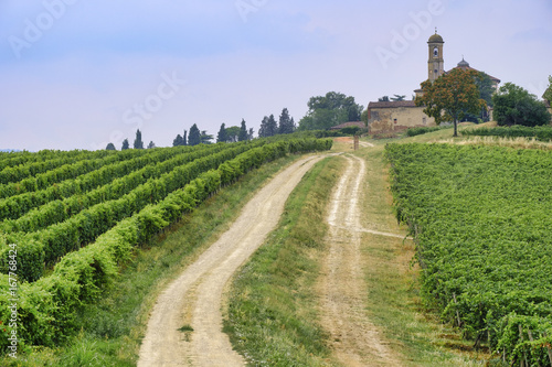 Oltrepo Piacentino  Italy   rural landscape at summer