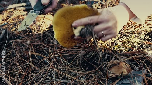 Woman collecting edible mushrooms in forest in autumn. Charbonnier or cep mushrooms (Boletus edulis). Female hands of mushroomer, harvesting with knife, close-up. photo