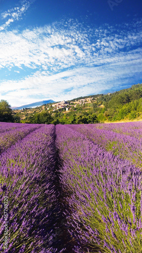 Field of lavender in the south of france. Little village in der mountains. A beautiful smell in der fields of lavender. Hold in and relax.