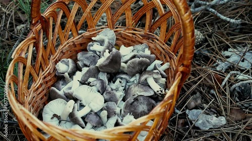 A beautiful basket with mushroom that mushroomer has collected during his stroll in the forest. Close-up shot. Mushrooms fall into basket. Charbonnier or sooty head mushrooms (Tricholoma portentosum) photo