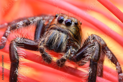 Super macro male Hyllus diardi or Jumping spider hiding in red Ixora flower