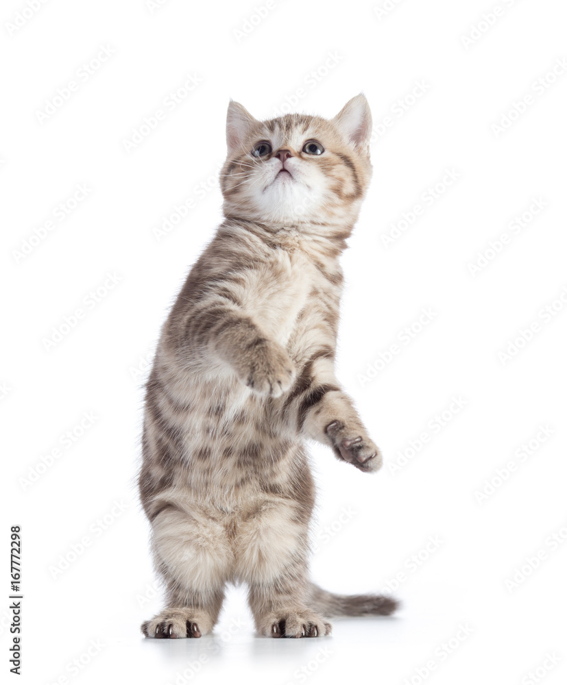 Funny cat standing isolated on white