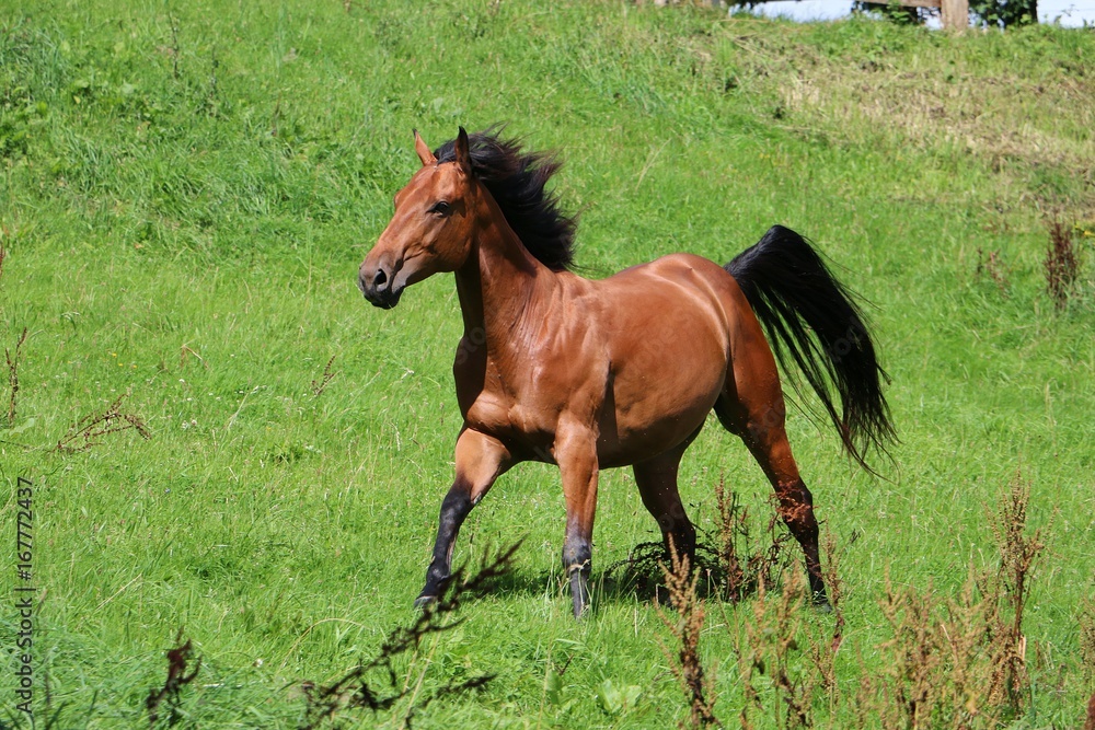braunes western pferd in bewegung auf der koppel braunes western pferd in bewegung auf der koppel