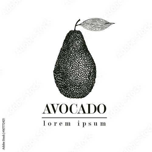 Vector hand drawn avocado. Tropical summer fruit retro style illustration. Detailed food drawing. Great for label, poster, print. Logo template.