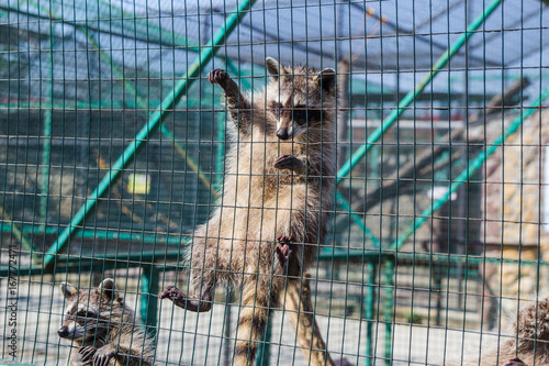 Raccoon hanging on cage in zoo © photo_superteam