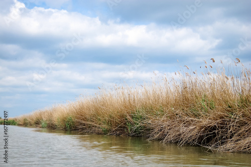 Dried bulrush reeds cattail on Danuve river photo