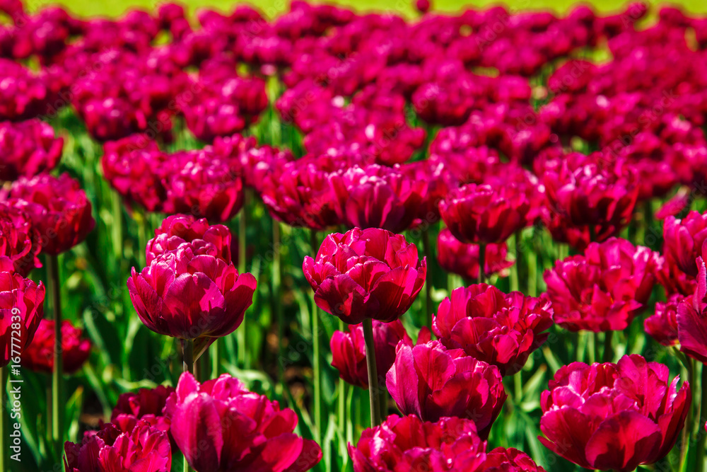 Amazing view of colorful tulips in the garden. Amazing view of colorful tulips in the garden.