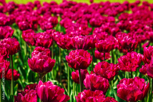  Amazing view of colorful  tulips in the garden.