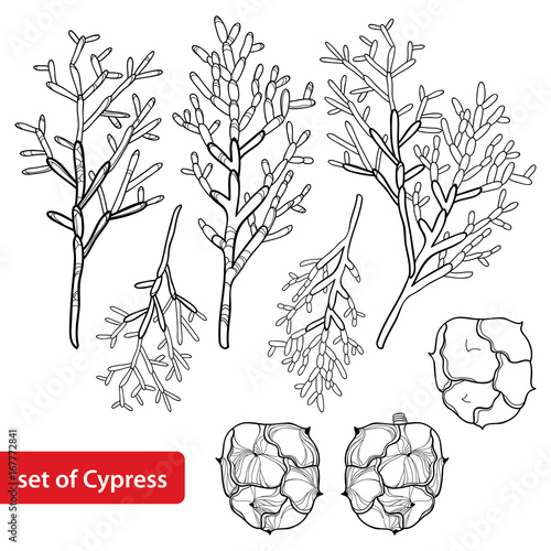 Vector set with outline Cypress or Cupressus sempervirens. Branch, pine and cones in black isolated on white background. Coniferous tree in contour style for botanical design and coloring book.