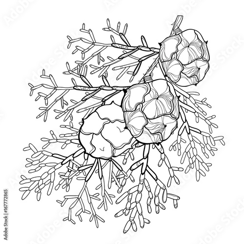 Vector bunch with outline Cypress or Cupressus sempervirens. Branch, pine and cones in black isolated on white background. Coniferous tree in contour style for botanical design and coloring book.