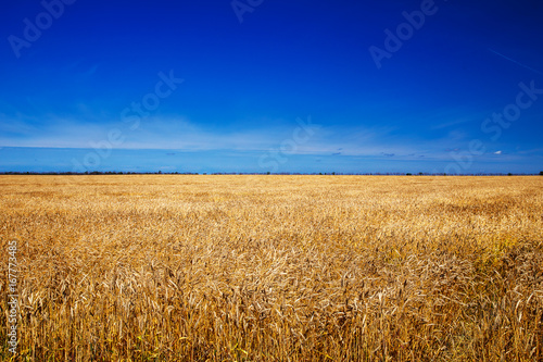  Field of wheat in the summer noon.