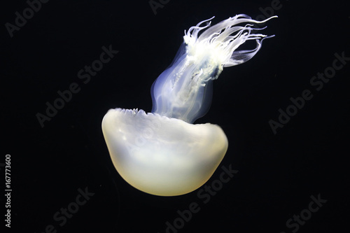 White jellyfish in the sea