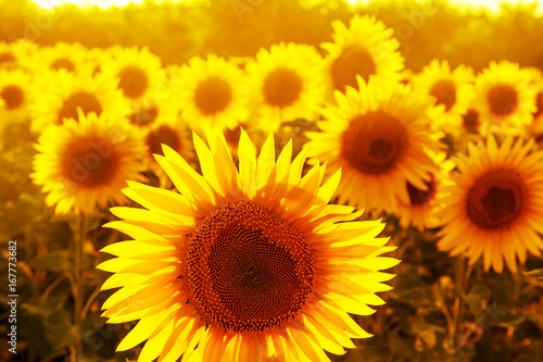 Field of sunflowers at sunset.