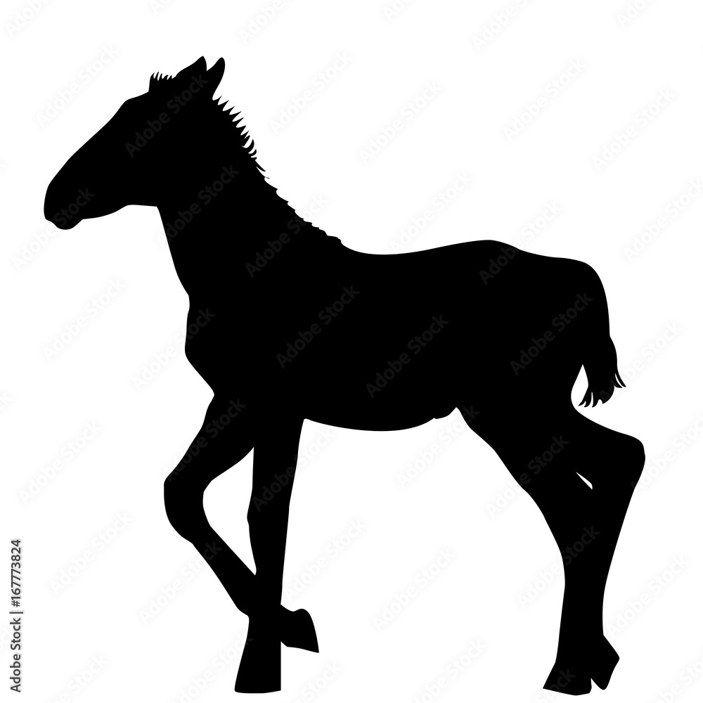 Obraz premium Foal silhouette on white background