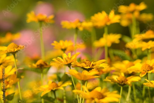 Gelbe Sommerblumen