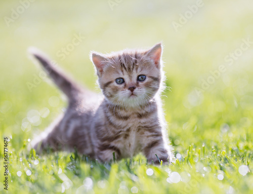 Funny young cat standing in green grass
