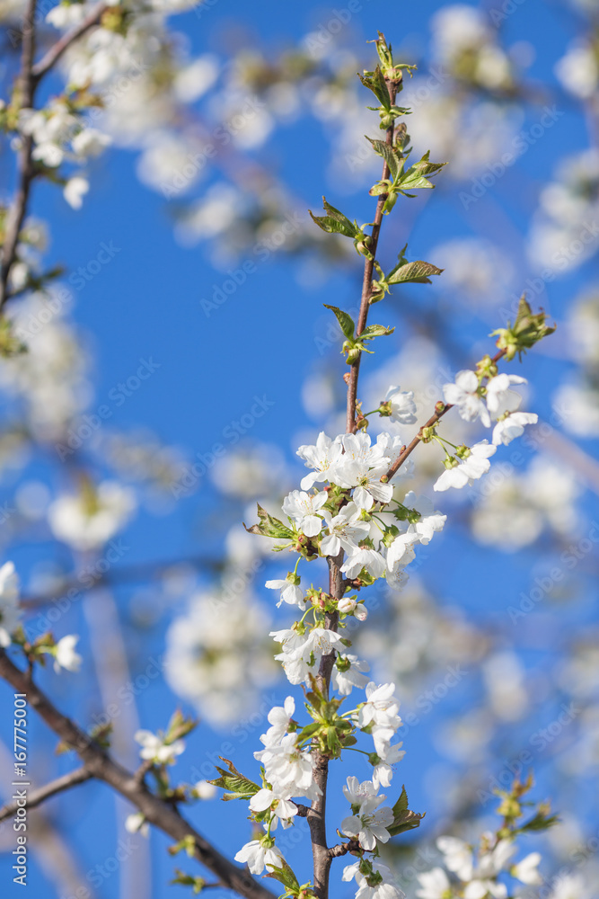 Branch of a blossoming tree with white flowers