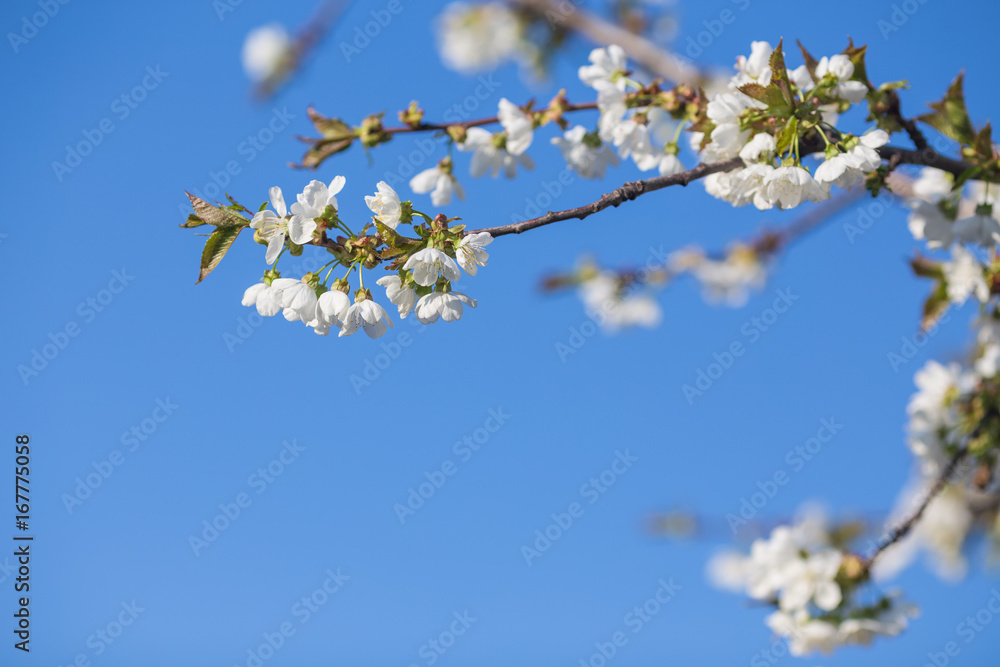 Branch of a blossoming tree with white flowers Branch of a blossoming tree with white flowers