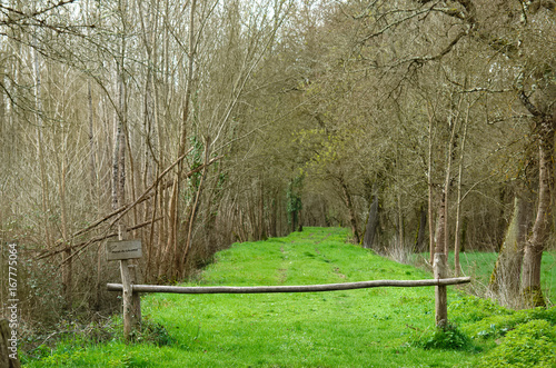 Path in a wood leading to the swamp.