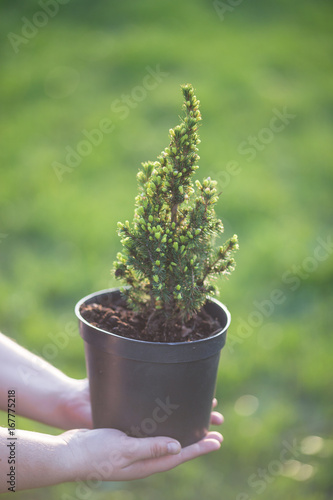 Cypress. Pine in a pot in the hands
