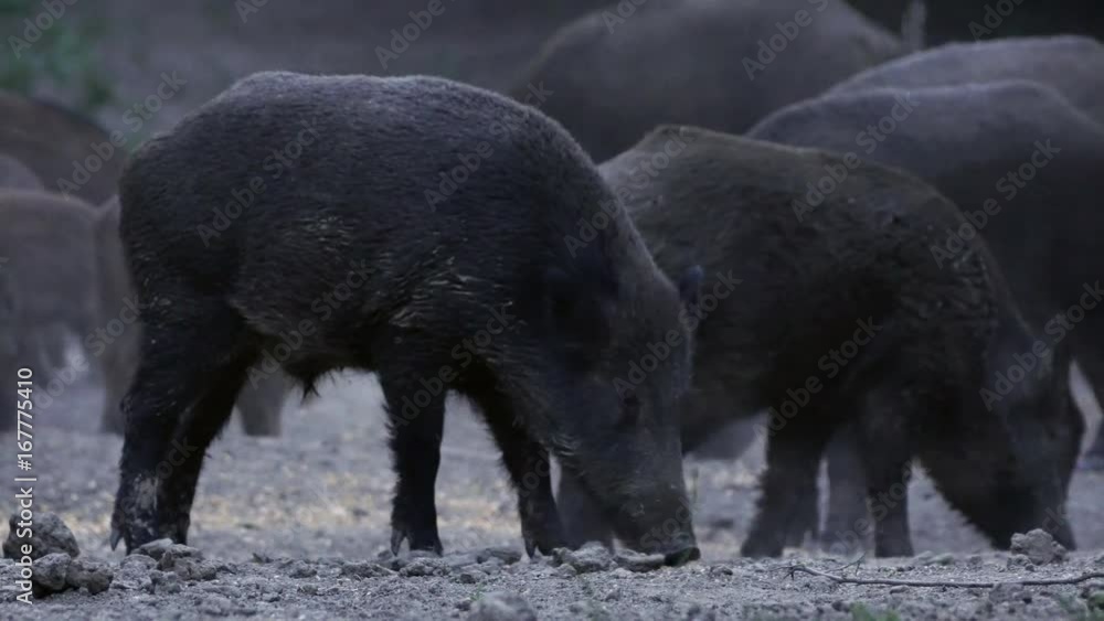 Wild hogs feeding in the forest Wild hogs feeding in the forest