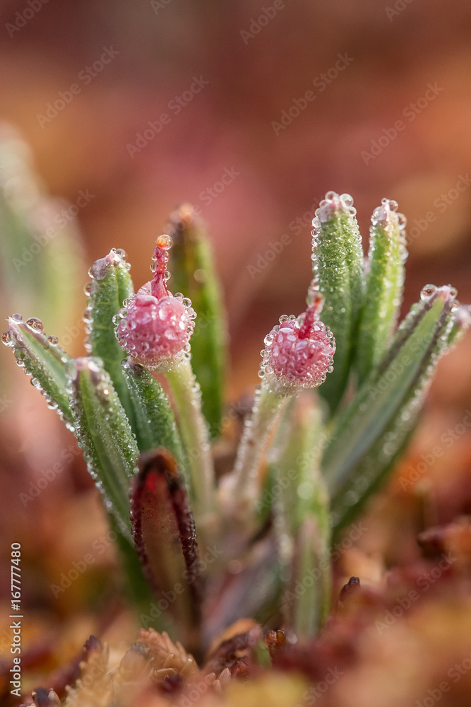 A beautiful bog rosemary growing in the marsh in morning dew. A beautiful closeup of a andromeda flower. A beautiful bog rosemary growing in the marsh in morning dew. A beautiful closeup of a andromeda flower.