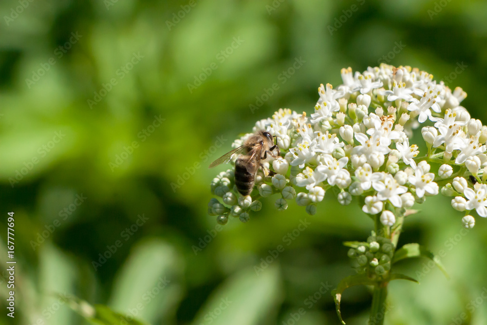 the bee collects pollen from a flower the bee collects pollen from a flower