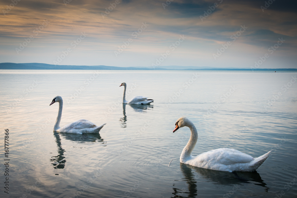 Obraz premium swans in sunset