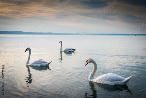 swans in sunset