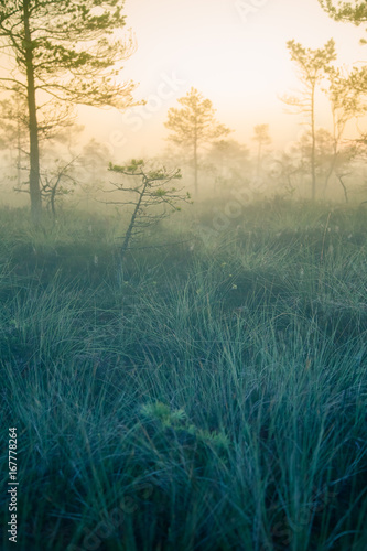 A dreamy swamp landscape before the sunrise. Colorful, misty look. Marsh scenery in dawn. Beautiful, artistic style photo.