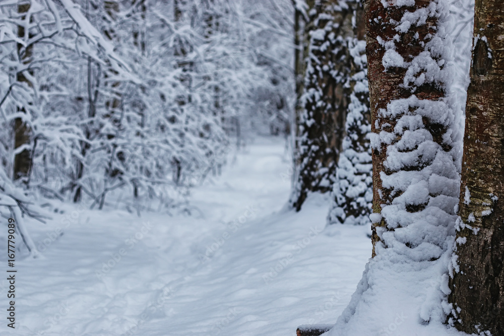 winter forest covered snow winter forest covered snow
