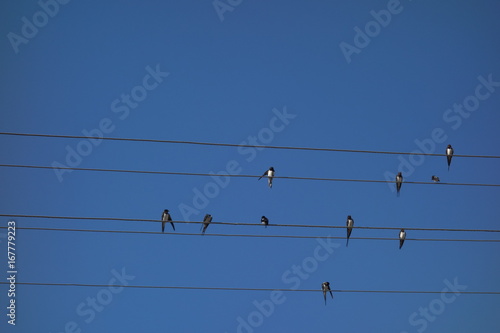 Swallows on electricity wires